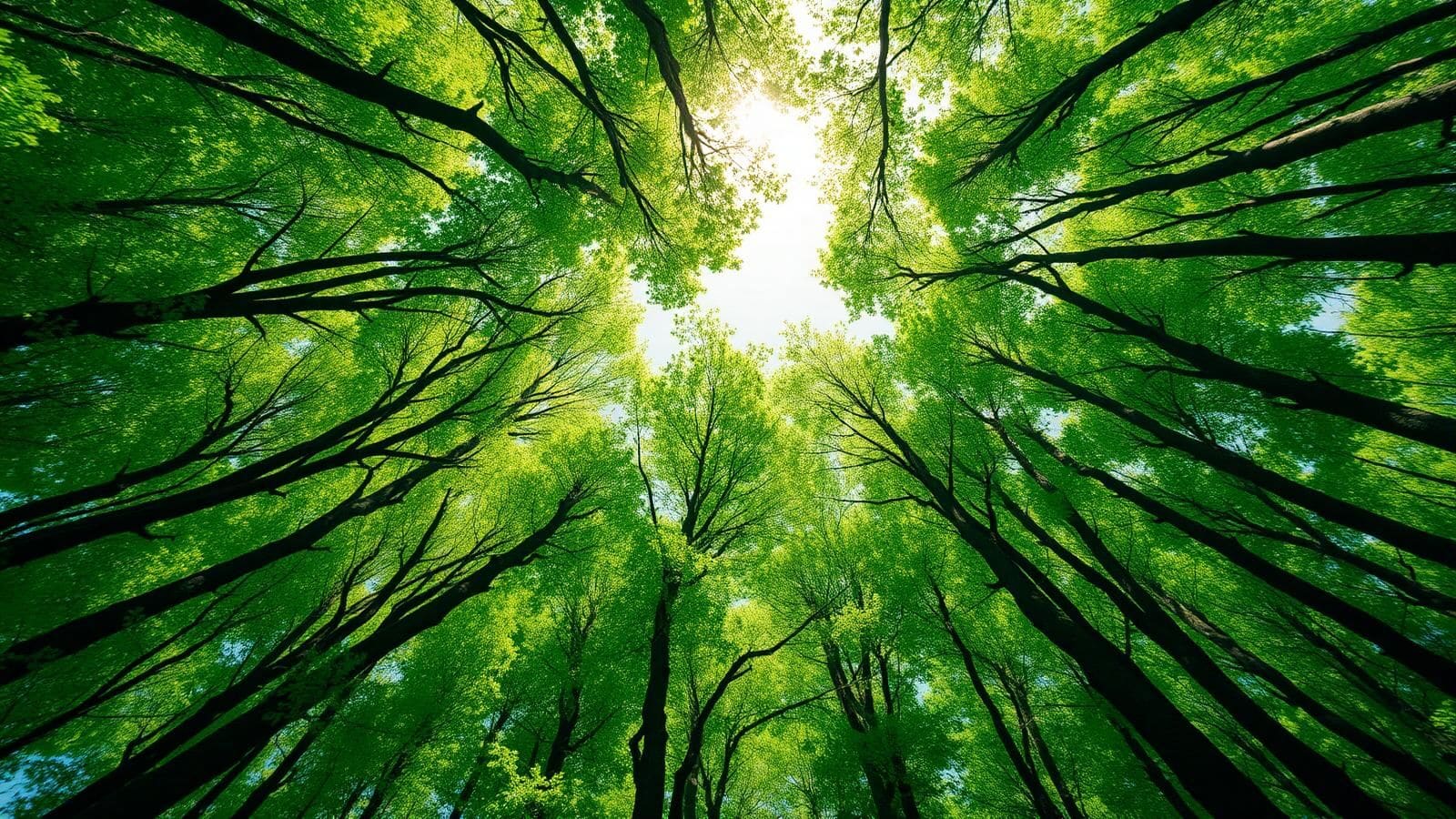 Sustainability at THE TOP